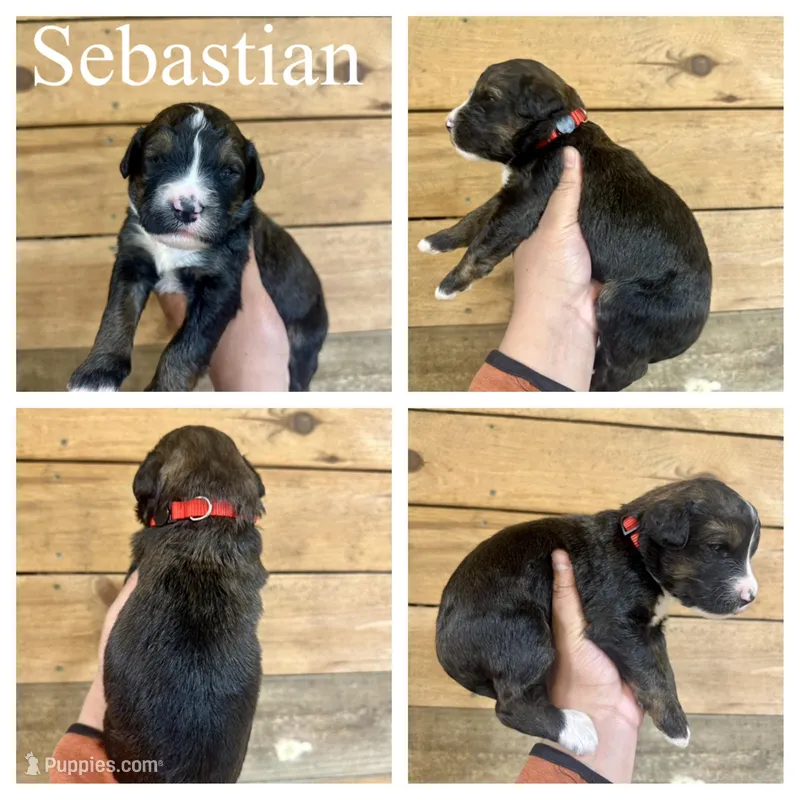 Sebastian- Standard F1 – Bernedoodle puppy for sale in Columbia City, IN