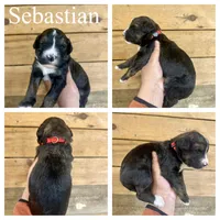 Sebastian- Standard F1, a male Bernedoodle for sale in Columbia City, IN – Photo 2 of 2