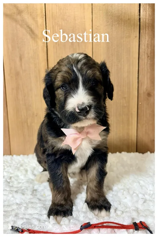 Sebastian- Standard F1 – Bernedoodle puppy for sale in Columbia City, IN