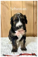 Sebastian- Standard F1, a male Bernedoodle for sale in Columbia City, IN – 3 of 5