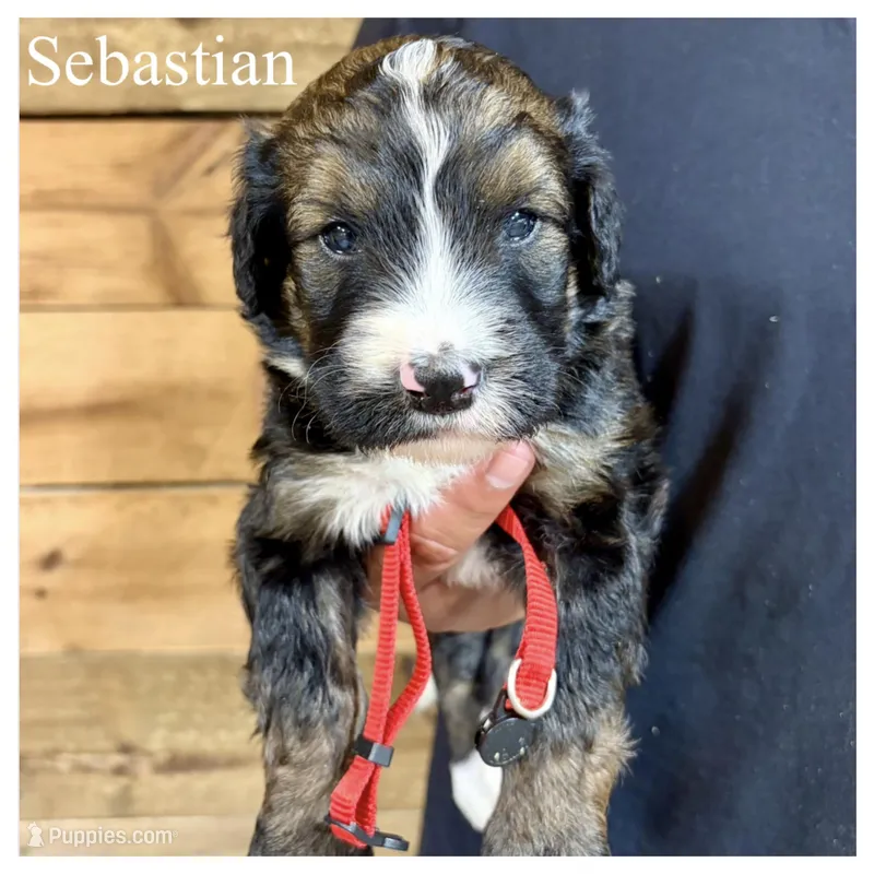 Sebastian- Standard F1 – Bernedoodle puppy for sale in Columbia City, IN