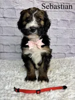 Sebastian- Standard F1, a male Bernedoodle for sale in Columbia City, IN – 2 of 5