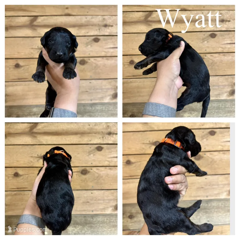 Wyatt- Standard F1B – Goldendoodle puppy for sale in Columbia City, IN