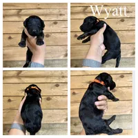 Wyatt- Standard F1B, a male Goldendoodle for sale in Columbia City, IN – 3 of 3