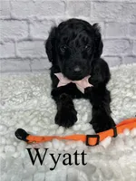 Wyatt- Standard F1B, a male Goldendoodle for sale in Columbia City, IN – 2 of 3
