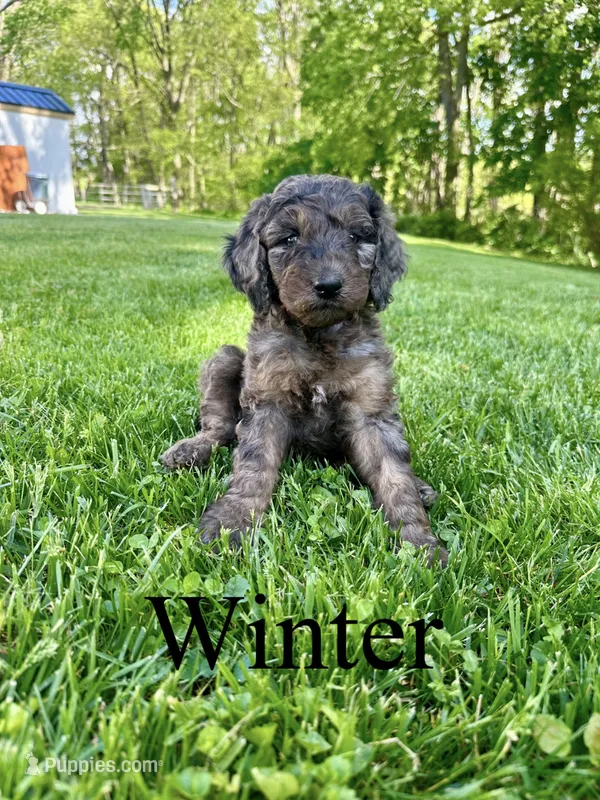 Winter- Standard F1B – Goldendoodle puppy for sale in Columbia City, IN