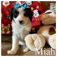 Miah - Mini Multigen, a female Miniature Bernedoodle for sale in Columbia City, IN – Photo 3 of 7
