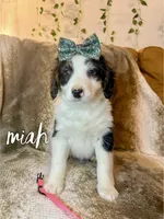 Miah - Mini Multigen, a female Miniature Bernedoodle for sale in Columbia City, IN – Photo 2 of 7