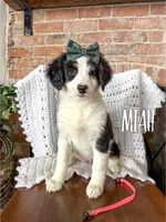 Miah - Mini Multigen, a female Miniature Bernedoodle for sale in Columbia City, IN – Photo 1 of 7