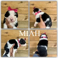 Miah - Mini Multigen, a female Miniature Bernedoodle for sale in Columbia City, IN – Photo 5 of 7