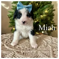 Miah - Mini Multigen, a female Miniature Bernedoodle for sale in Columbia City, IN – Photo 4 of 7