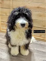 Miah - Mini Multigen, a female Miniature Bernedoodle for sale in Columbia City, IN – Photo 7 of 7