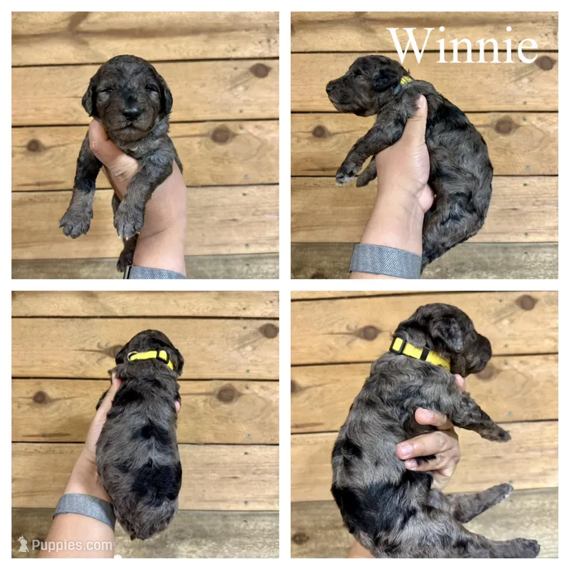 Winnie- Standard F1B – Goldendoodle puppy for sale in Columbia City, IN