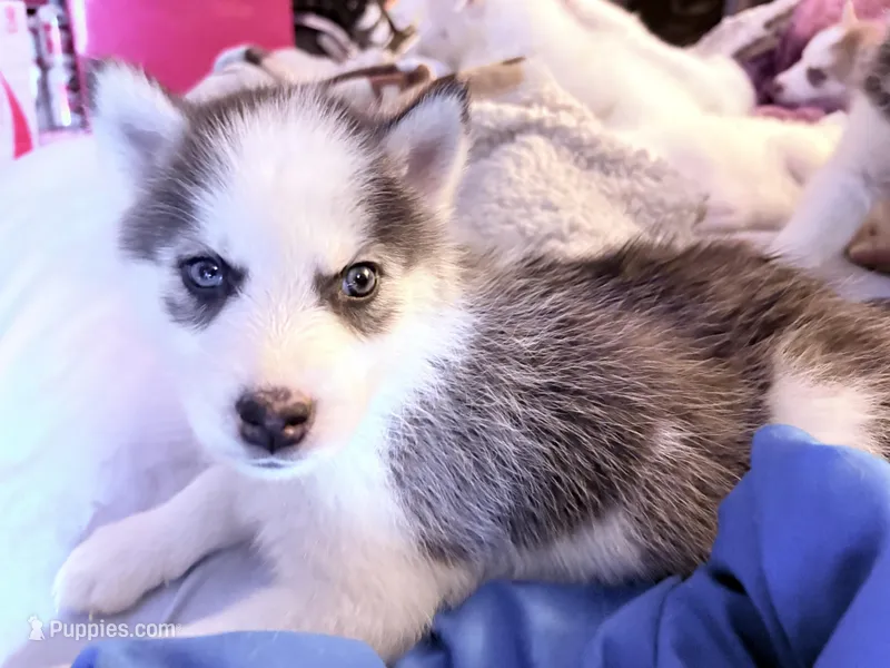 Girl # 4  – Alaskan Malamute, Siberian Husky puppy for sale in Enumclaw, WA