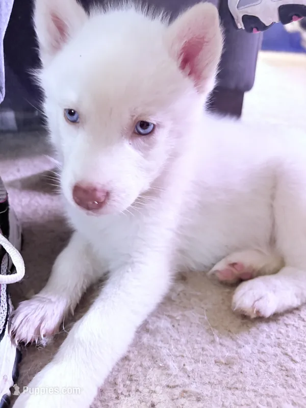 Girl #2 – Alaskan Malamute, Siberian Husky puppy for sale in Enumclaw, WA