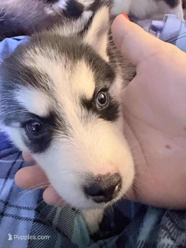 Girl # 3 – Alaskan Malamute, Siberian Husky puppy for sale in Enumclaw, WA