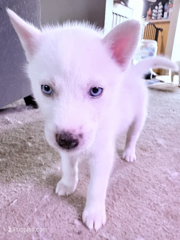 Boy #1 – Alaskan Malamute, Siberian Husky puppy for sale in Enumclaw, WA