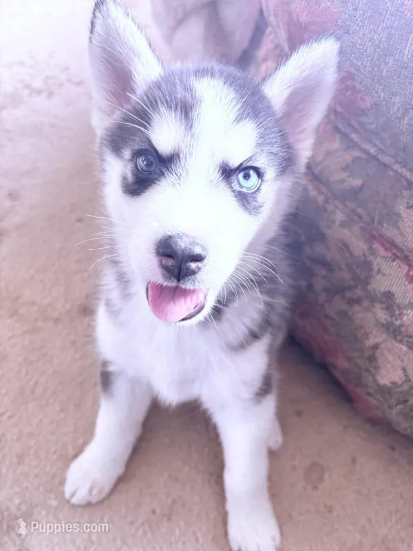 Girl #1 – Alaskan Malamute, Siberian Husky puppy for sale in Enumclaw, WA