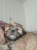 Shih tzu, a male Shih Tzu for sale in Nashville, MI – Photo 2 of 5