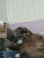 Shih tzu, a male Shih Tzu for sale in Nashville, MI – Photo 4 of 5