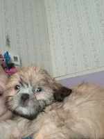 Shih tzu, a male Shih Tzu for sale in Nashville, MI – Photo 3 of 5