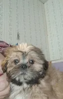 Shih tzu, a male Shih Tzu for sale in Nashville, MI – Photo 5 of 5