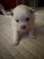 DLo, a male Pomeranian for sale in Sacramento, CA – Photo 4 of 10