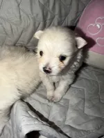 DLo, a male Pomeranian for sale in Sacramento, CA – Photo 1 of 10