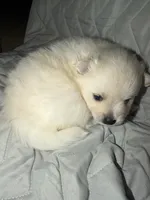 DLo, a male Pomeranian for sale in Sacramento, CA – Photo 8 of 10