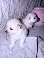 DLo, a male Pomeranian for sale in Sacramento, CA – Photo 6 of 10