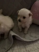 DLo, a male Pomeranian for sale in Sacramento, CA – Photo 7 of 10