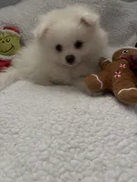 SNOWBALL, a male Pomeranian for sale in Sacramento, CA – Photo 7 of 10