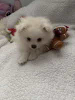 SNOWBALL, a male Pomeranian for sale in Sacramento, CA – Photo 8 of 10