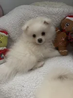 SNOWBALL, a male Pomeranian for sale in Sacramento, CA – Photo 1 of 10