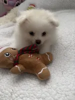 SNOWBALL, a male Pomeranian for sale in Sacramento, CA – Photo 10 of 10