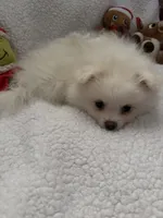 SNOWBALL, a male Pomeranian for sale in Sacramento, CA – Photo 4 of 10