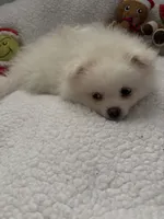 SNOWBALL, a male Pomeranian for sale in Sacramento, CA – Photo 3 of 10