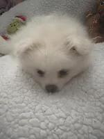 SNOWBALL, a male Pomeranian for sale in Sacramento, CA – Photo 2 of 10