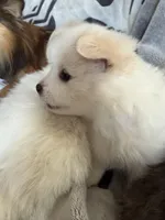 Angel , a female Pomeranian for sale in Sacramento, CA – Photo 4 of 10