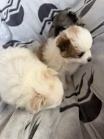 Angel , a female Pomeranian for sale in Sacramento, CA – Photo 10 of 10