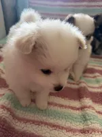 Angel , a female Pomeranian for sale in Sacramento, CA – Photo 8 of 10