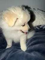 Ali, a male Pomeranian for sale in Sacramento, CA – Photo 10 of 10