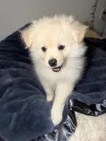 Ali, a male Pomeranian for sale in Sacramento, CA – Photo 1 of 10