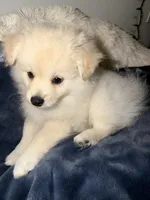 Ali, a male Pomeranian for sale in Sacramento, CA – Photo 3 of 10