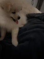 Ali, a male Pomeranian for sale in Sacramento, CA – Photo 9 of 10