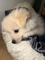 Ali, a male Pomeranian for sale in Sacramento, CA – Photo 7 of 10