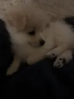 Ali, a male Pomeranian for sale in Sacramento, CA – Photo 8 of 10