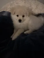 Ali, a male Pomeranian for sale in Sacramento, CA – Photo 4 of 10