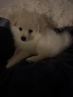 Ali, a male Pomeranian for sale in Sacramento, CA – Photo 5 of 10