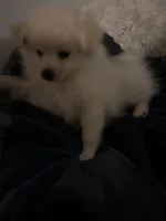 Ali, a male Pomeranian for sale in Sacramento, CA – Photo 6 of 10